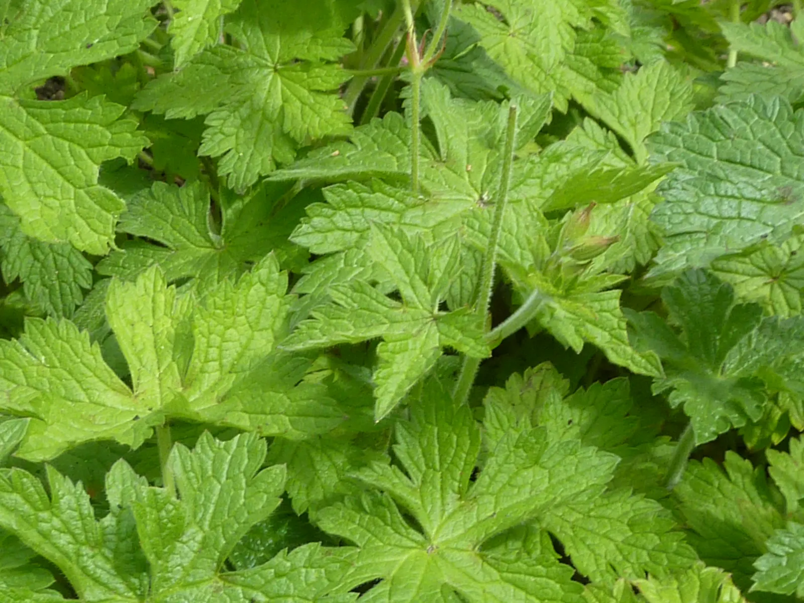 Endress' Cranesbill (Geranium Endressii) — Deer-resistant, it attracts pollinators, adding vibrancy to any garden; endress' Cranesbill (Geranium endressii) is