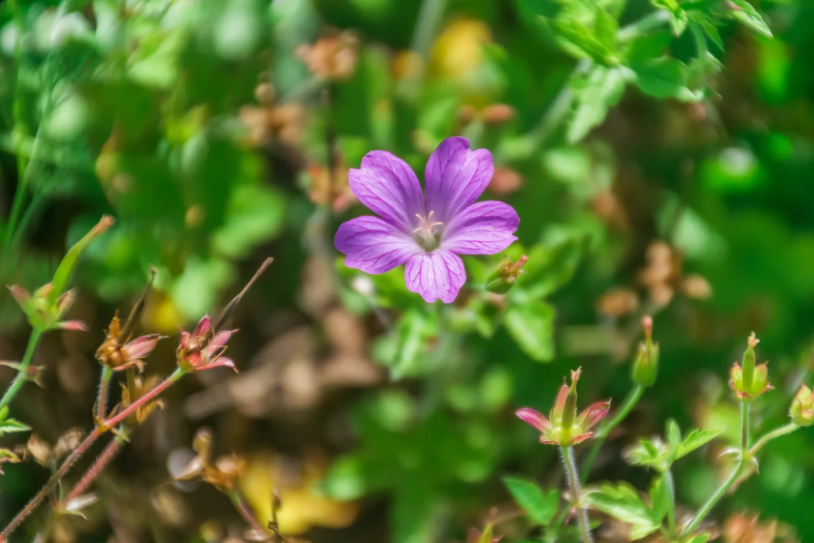 Endress' Cranesbill (Geranium Endressii) — This particular geranium is favored for its attractive