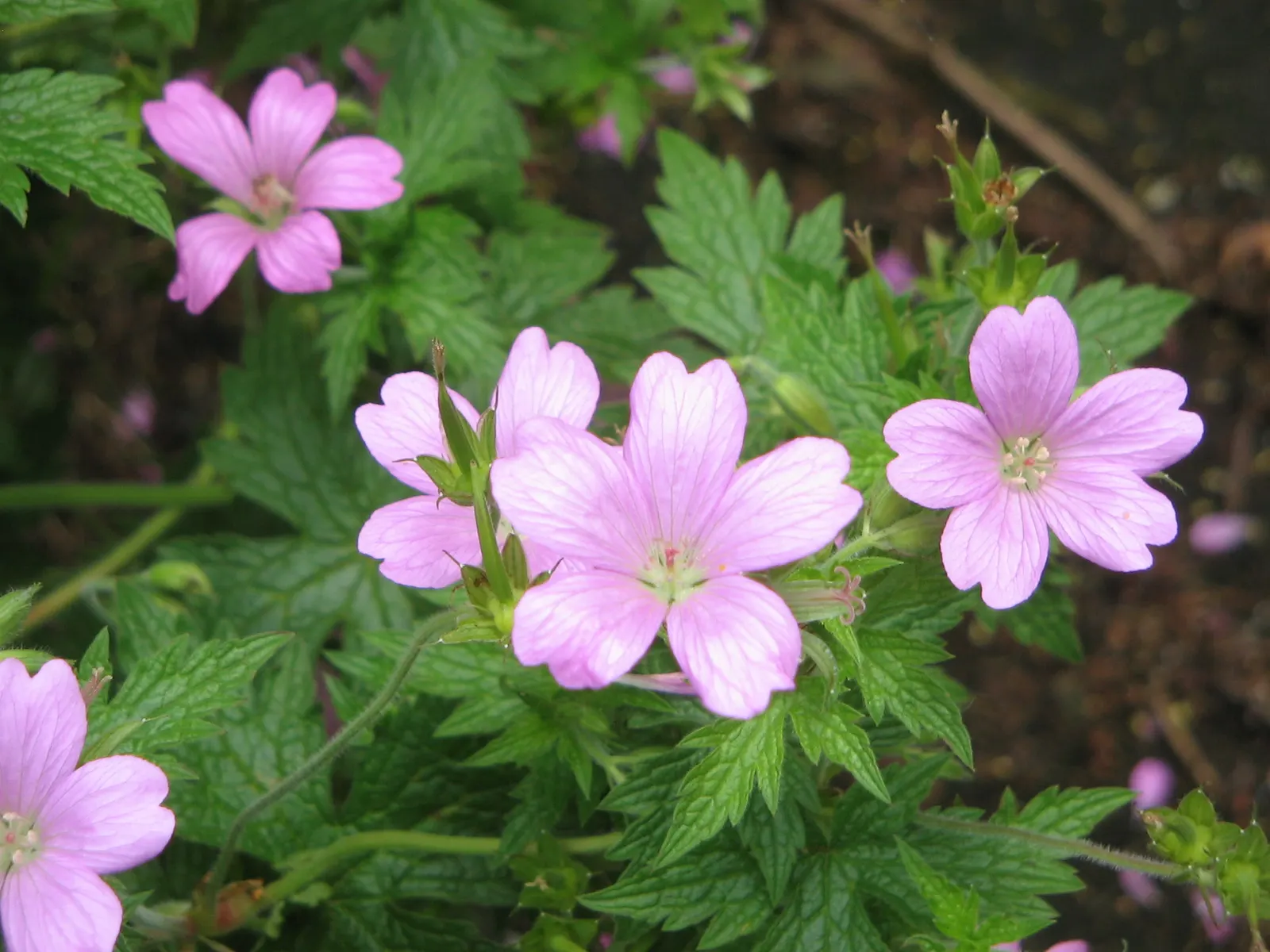 Endress' Cranesbill (Geranium Endressii) — This particular geranium is favored for its attractive; with its ease of care and charming appearance
