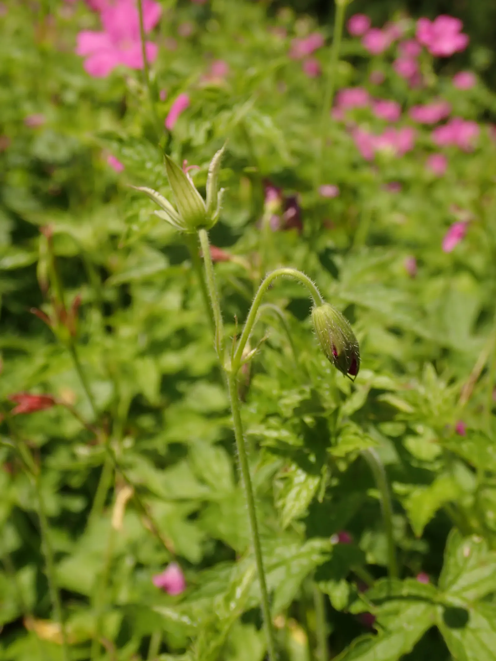 Endress' Cranesbill (Geranium Endressii) — ground cover / perennial for full or half