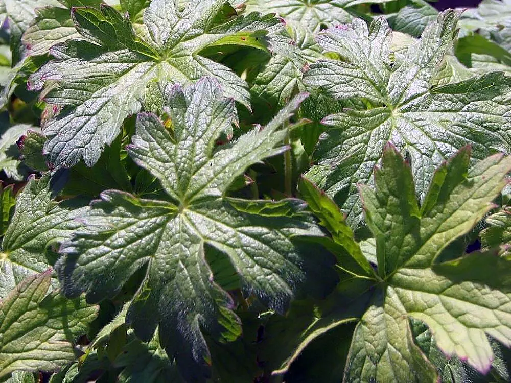 Endress' Cranesbill (Geranium Endressii) — Blooming prolifically from early summer to mid-fall; is a perennial plant that brings a burst of color and texture