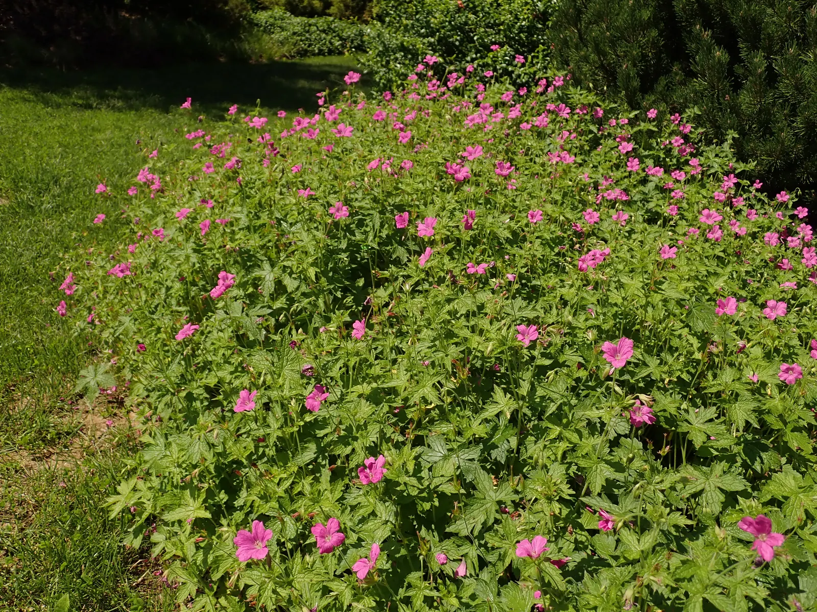 Endress' Cranesbill (Geranium Endressii) — ground cover / perennial with pink blooms