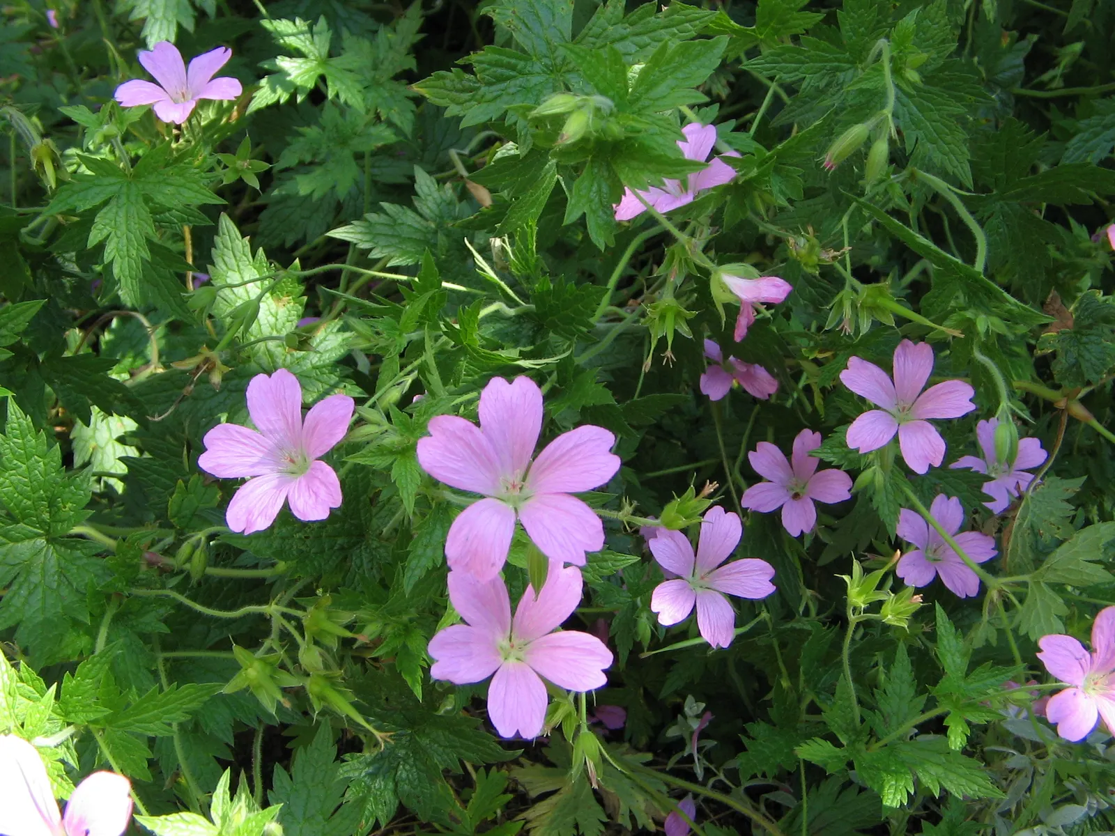 Endress' Cranesbill (Geranium Endressii) — Endress' Cranesbill ensures a long-lasting display of color; lobed foliage that remains lush and green throughout