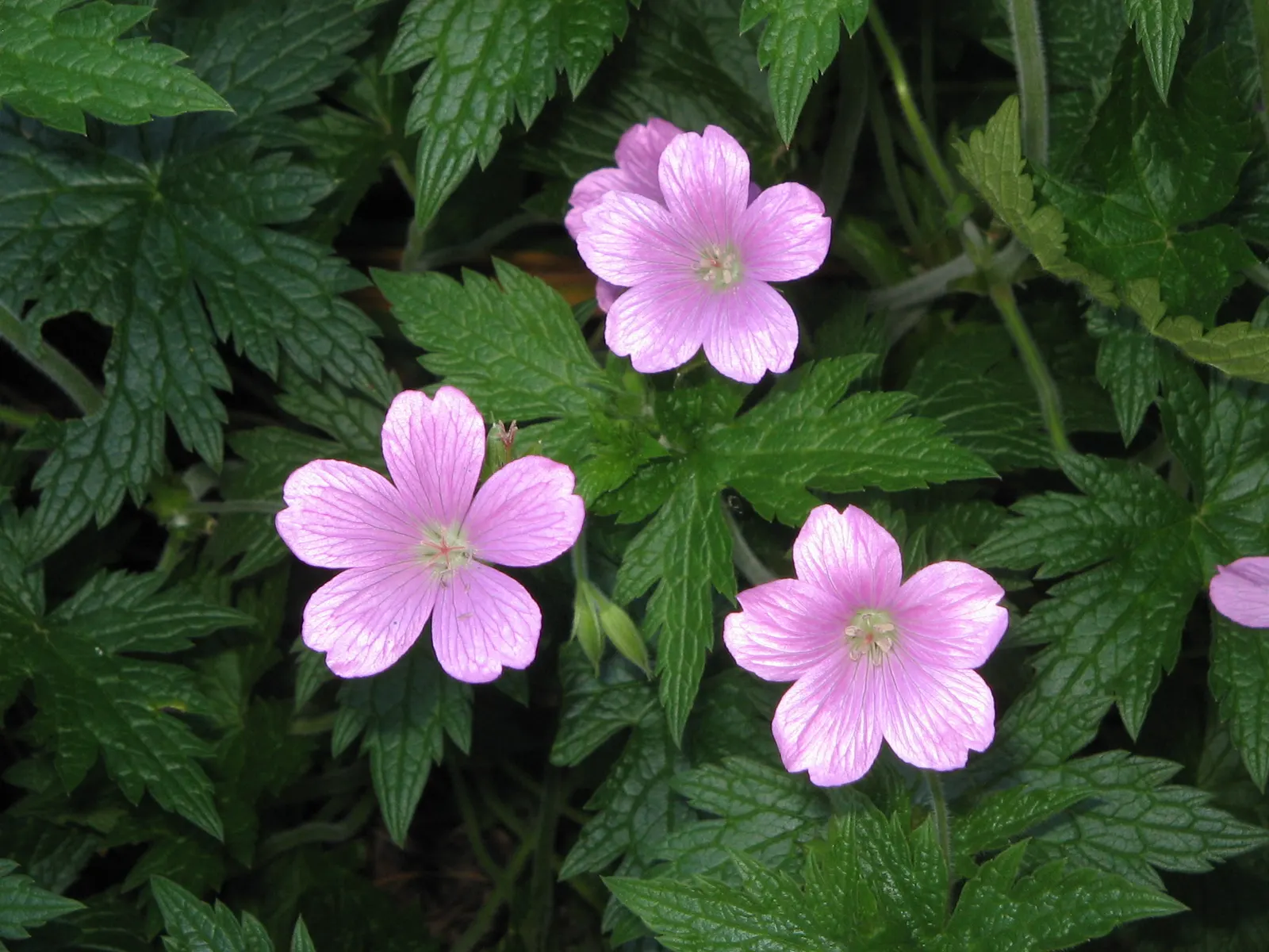 Endress' Cranesbill (Geranium Endressii) — making it an excellent choice for mid-border plantings or as groundcover; pink flowers in the garden