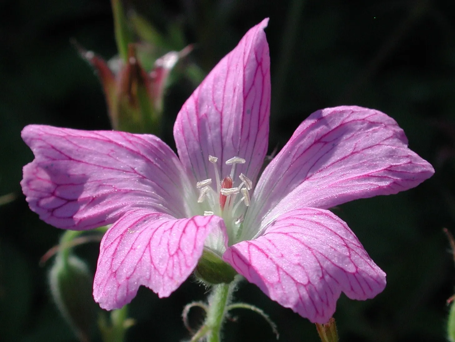 Endress' Cranesbill (Geranium Endressii) — lobed foliage that remains lush and green throughout the growing season; pink flowers which feature delicate veining