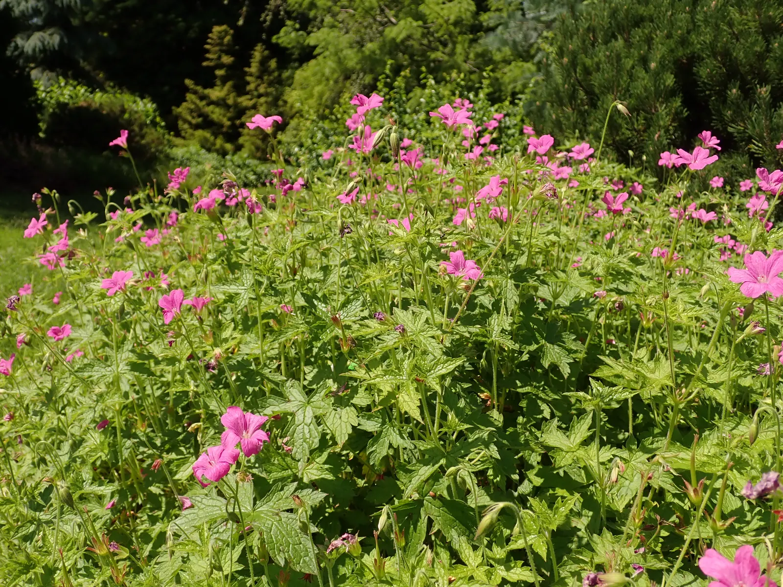 Endress' Cranesbill (Geranium Endressii) — providing continuous blooms from late spring to early fall; requires well-drained soil; drought-tolerant once