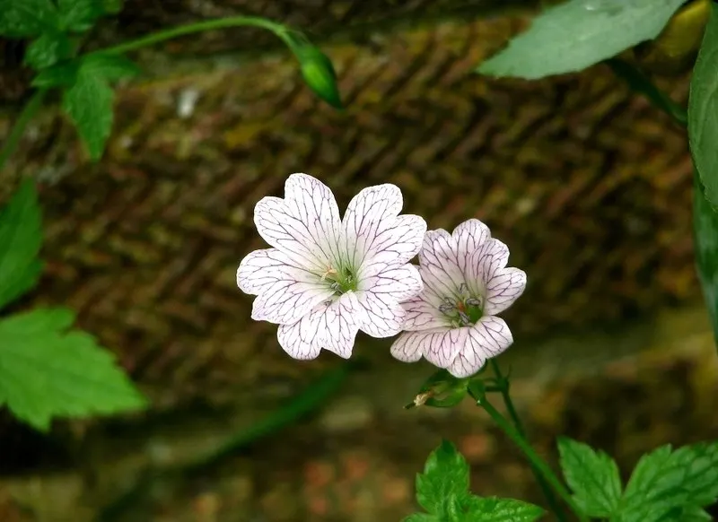 Endress' Cranesbill (Geranium Endressii) — It thrives in full sun to partial shade, requiring at least 4 to 6 hours of sunlight daily; ground cover / perennial
