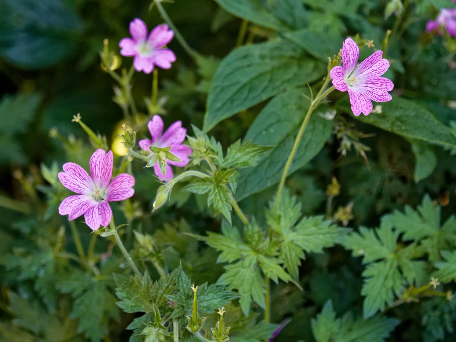 Endress' Cranesbill (Geranium Endressii) — is a perennial plant that brings a burst of color and texture to any garden setting; making it an excellent choice