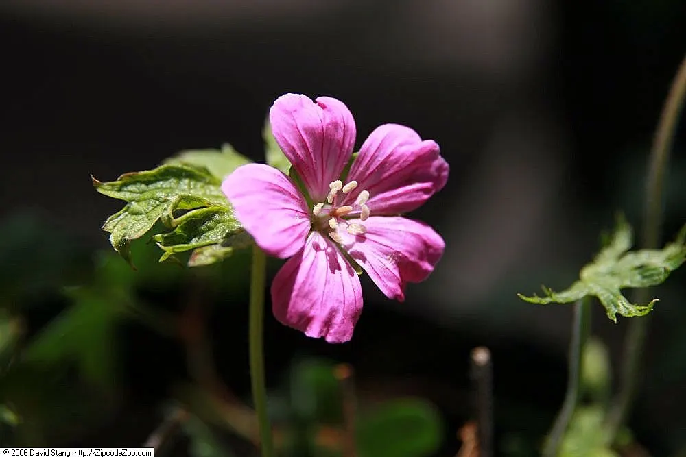 Endress' Cranesbill (Geranium Endressii) — pink flowers which feature delicate veining and can reach a diameter of up to 1.5 inches; thriving in full sun to