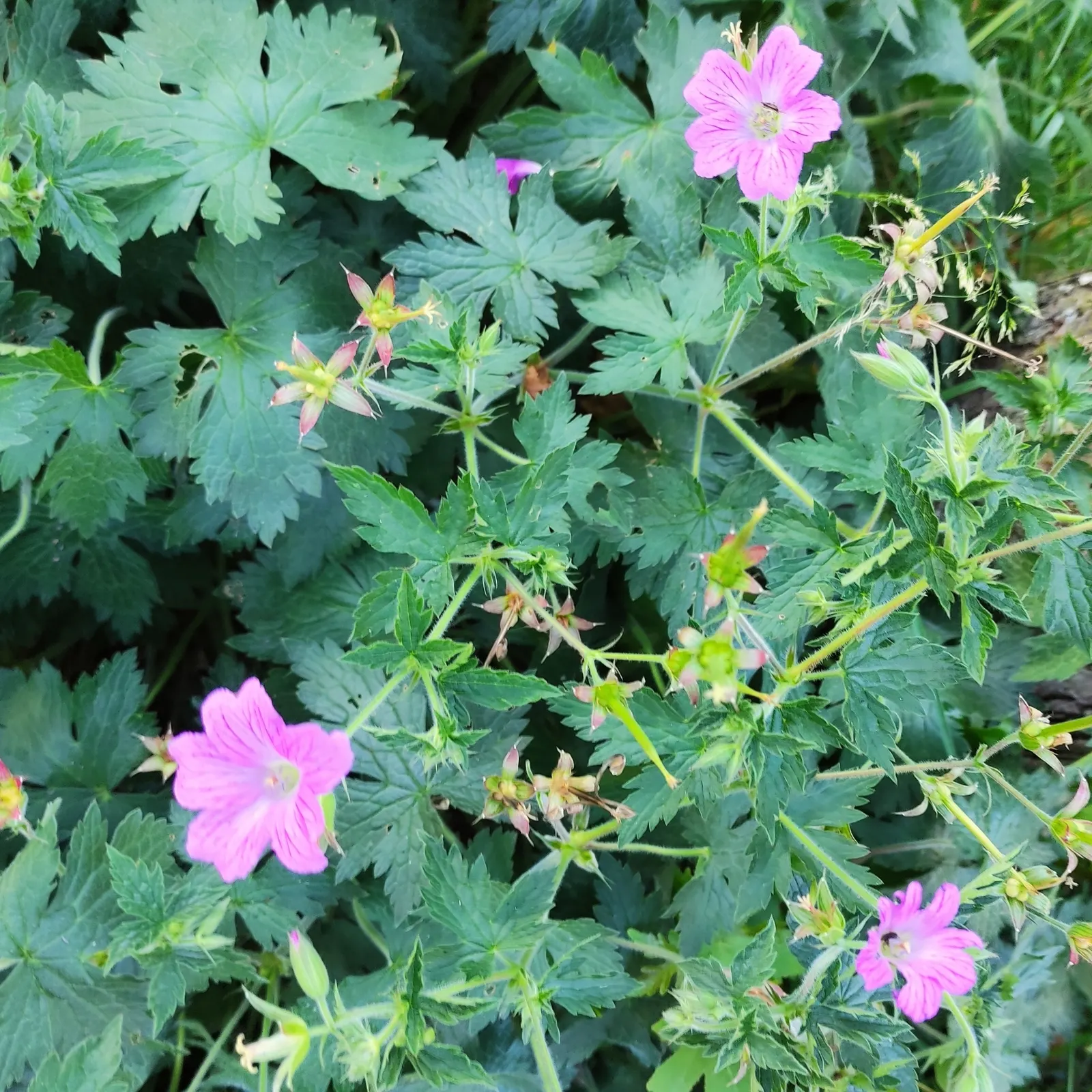Endress' Cranesbill (Geranium Endressii) — Blooming prolifically from early summer to mid-fall