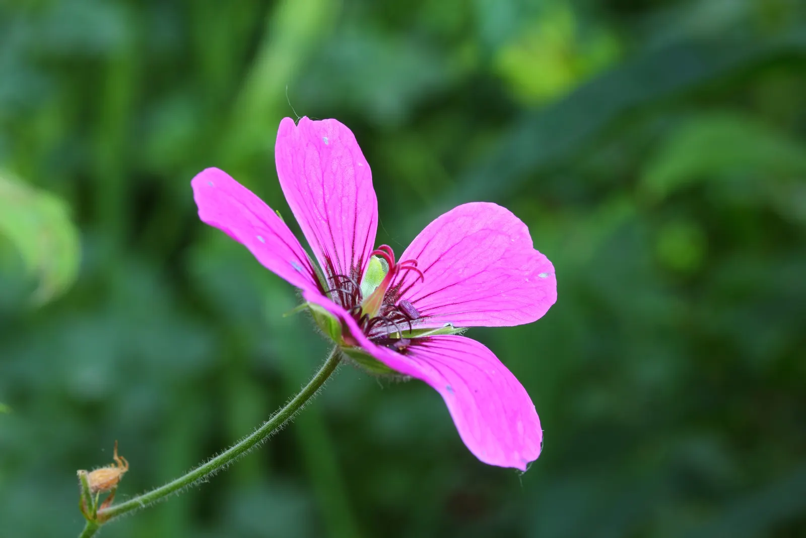 Endress' Cranesbill (Geranium Endressii) — although it is quite adaptable to various soil types