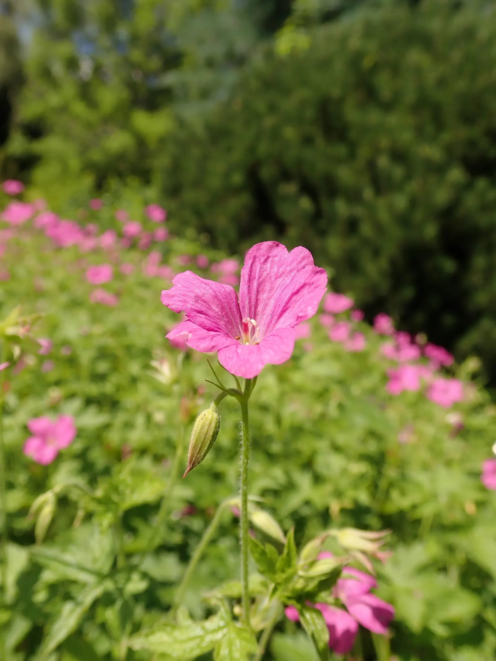 Endress' Cranesbill (Geranium Endressii) — offering lush foliage and bountiful pink flowers; this particular geranium is favored for its attractive