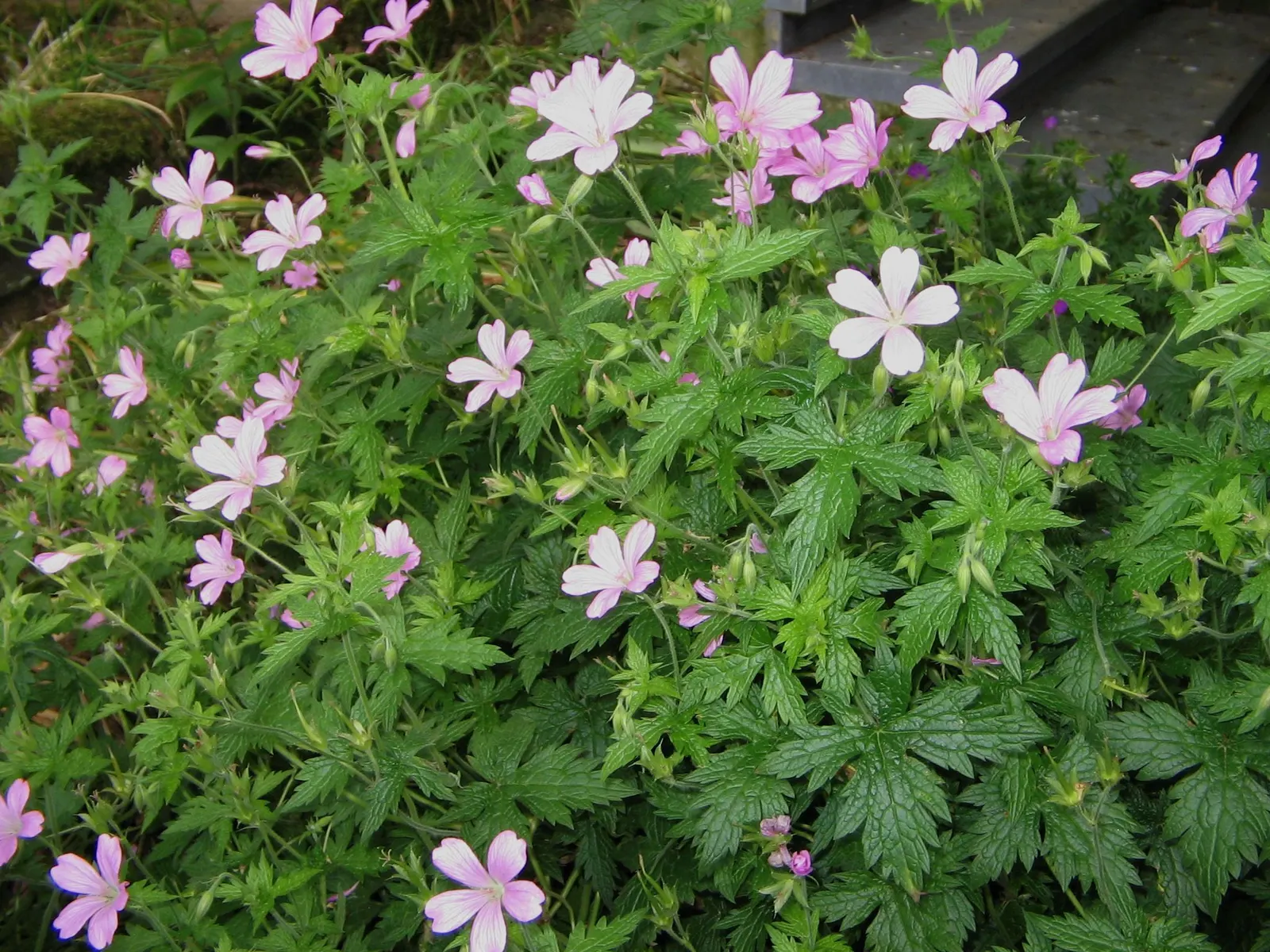 Endress' Cranesbill (Geranium Endressii) — Its mound-forming habit is accompanied by deeply cut; providing continuous blooms from late spring to early fall
