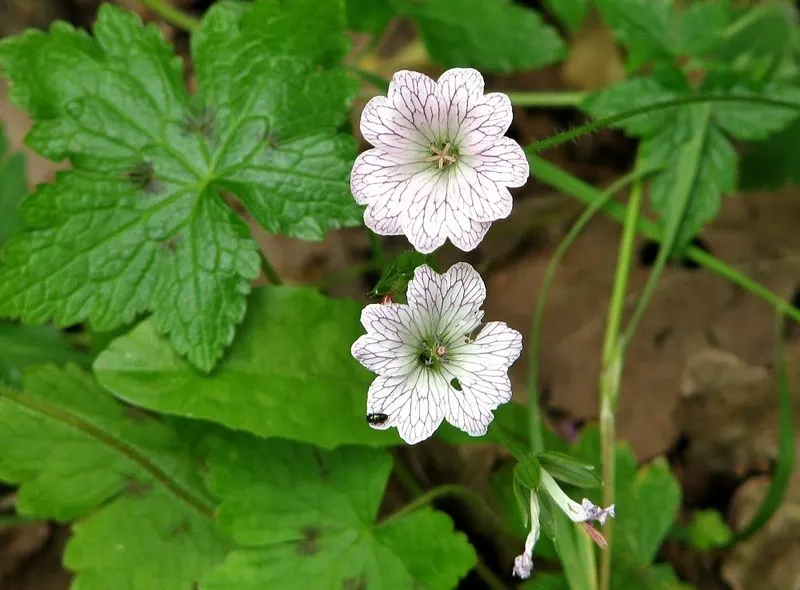 Endress' Cranesbill (Geranium Endressii) — With its ease of care and charming appearance; adequate spacing of about 12 to 18 inches is necessary to allow