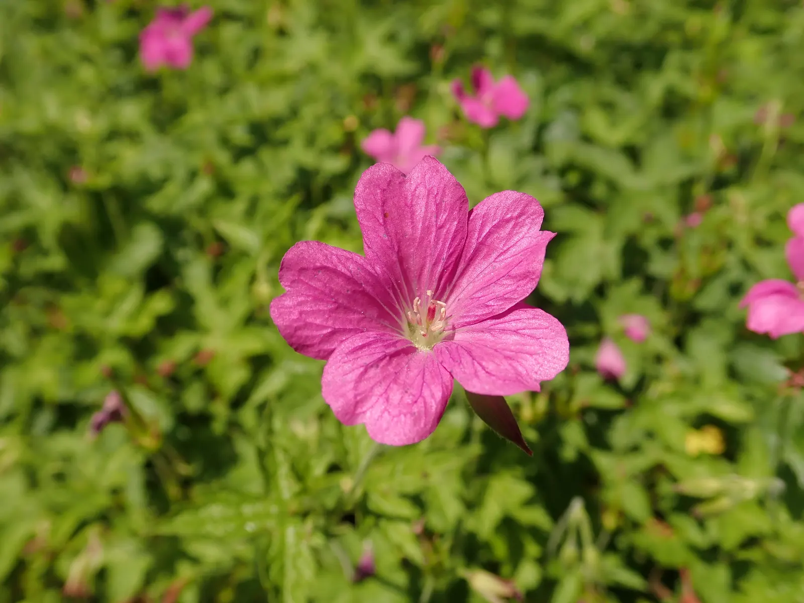 Endress' Cranesbill (Geranium Endressii) — spreading plant is perfect for borders; ground cover / perennial with pink blooms
