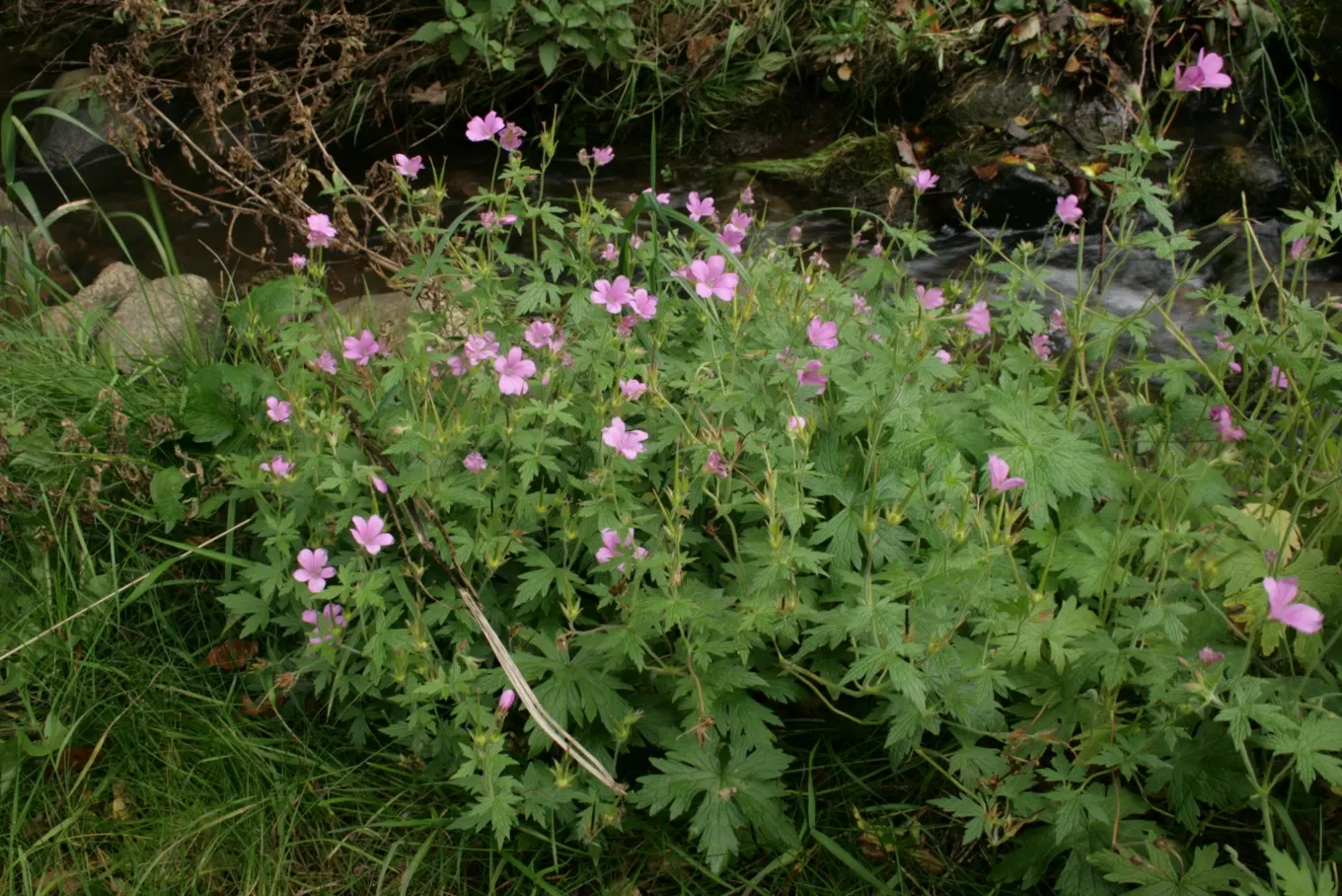 Endress' Cranesbill (Geranium Endressii) — lobed foliage that remains lush and green throughout the growing season