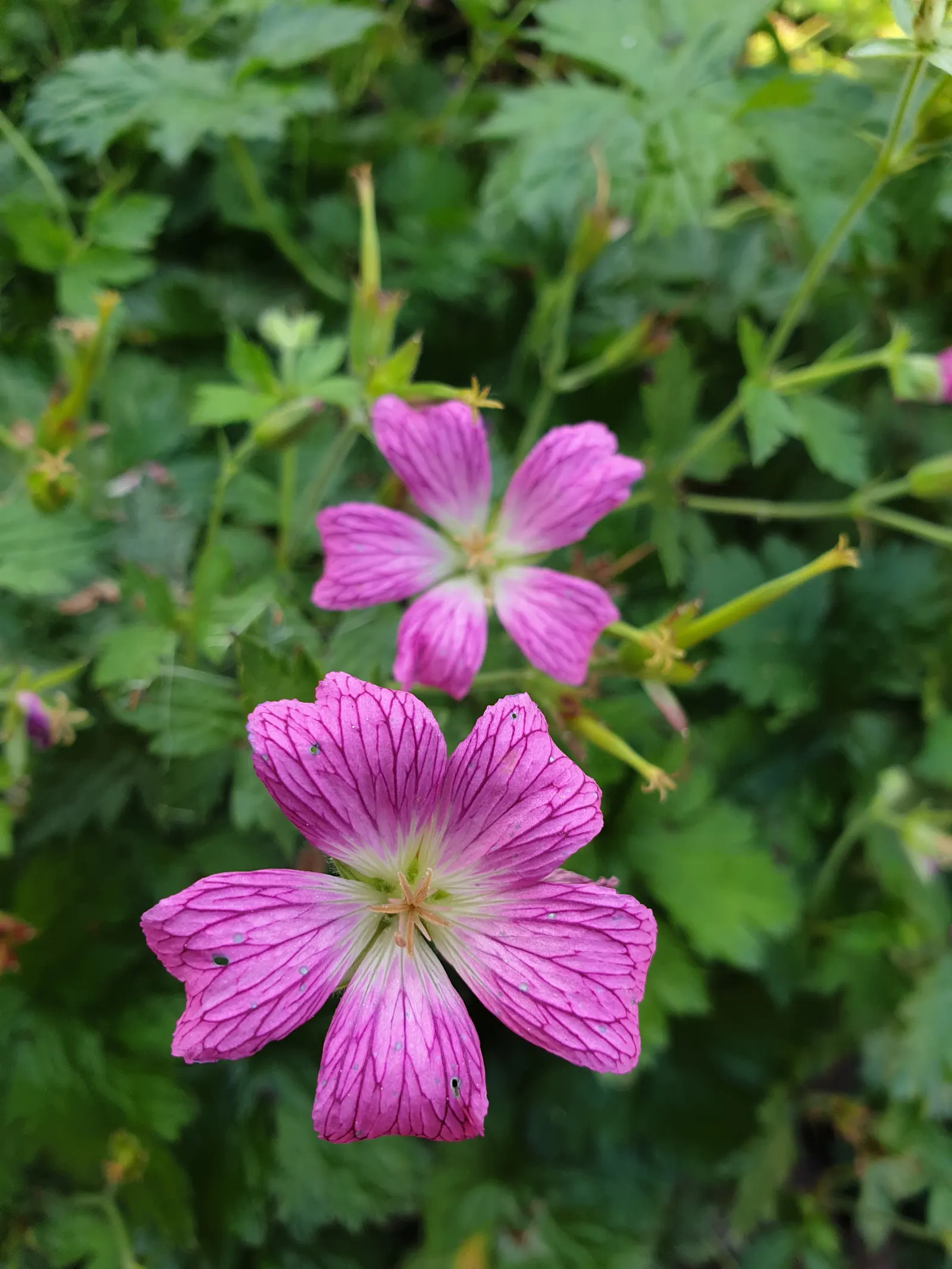 Endress' Cranesbill (Geranium Endressii) — Thriving in full sun to partial shade, it reaches 18‚Äì24 inches tall and wide; although it is quite adaptable to