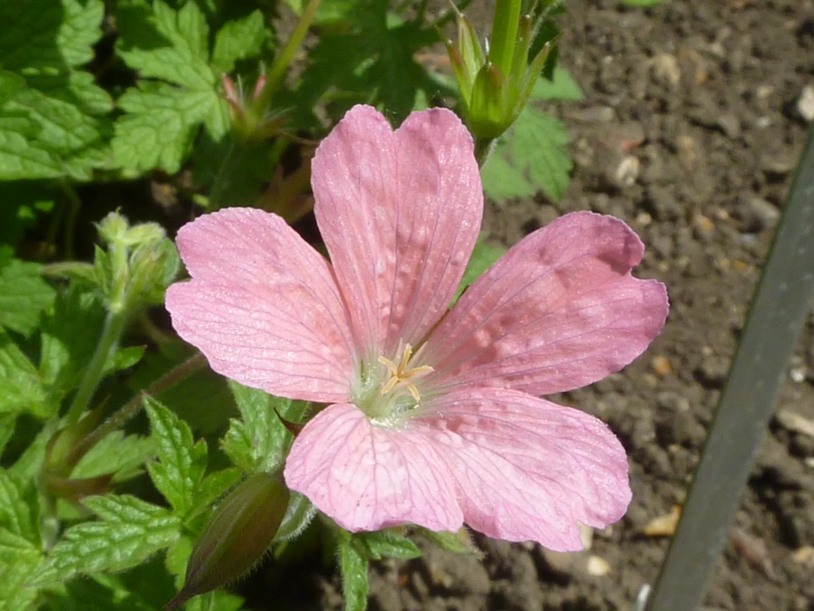 Endress' Cranesbill (Geranium Endressii) — Deadhead to enhance flowering and prevent self-seeding; for optimal growth and flowering