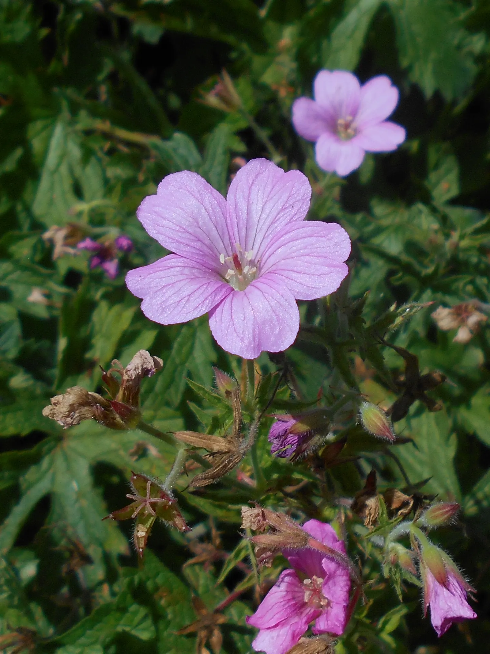 Endress' Cranesbill (Geranium Endressii) — pink flowers in the garden