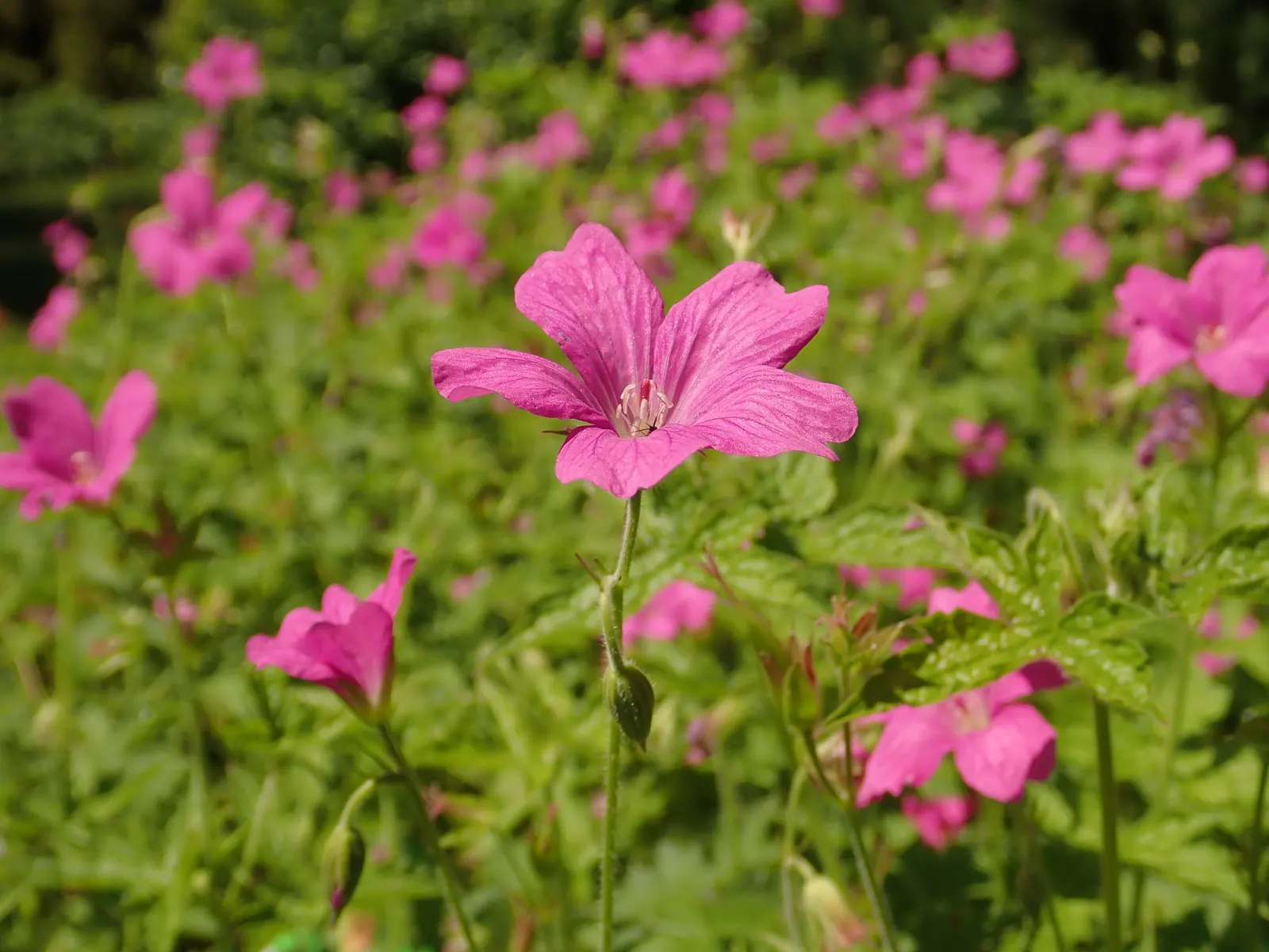 Endress' Cranesbill (Geranium Endressii) — commonly known as Endress' Cranesbill