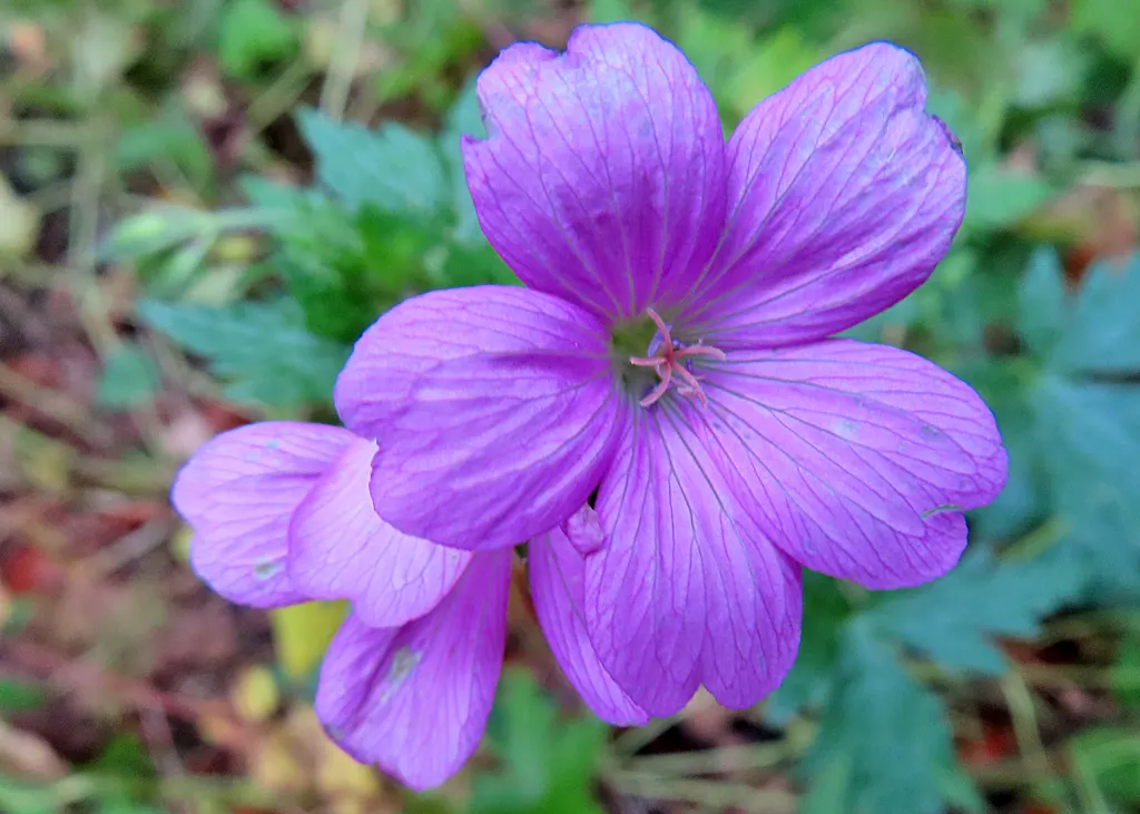 Endress' Cranesbill (Geranium Endressii) — adequate spacing of about 12 to 18 inches is necessary to allow airflow and reduce the risk of disease; endress'