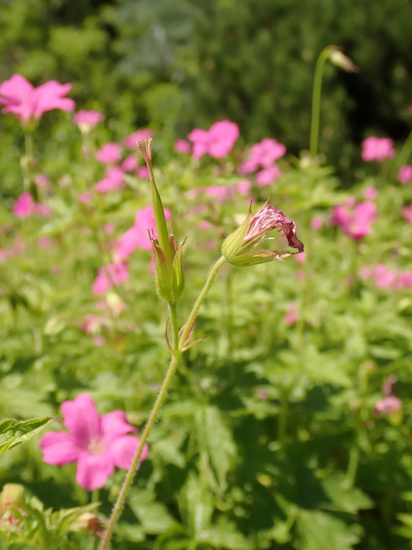Endress' Cranesbill (Geranium Endressii) — It thrives in full sun to partial shade, requiring at least 4 to 6 hours of sunlight daily