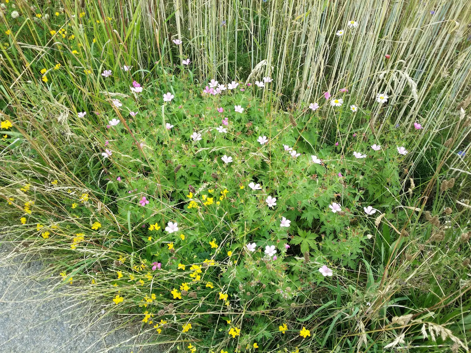 Endress' Cranesbill (Geranium Endressii) — Endress' Cranesbill (Geranium endressii) is a perennial; spreading plant is perfect for borders