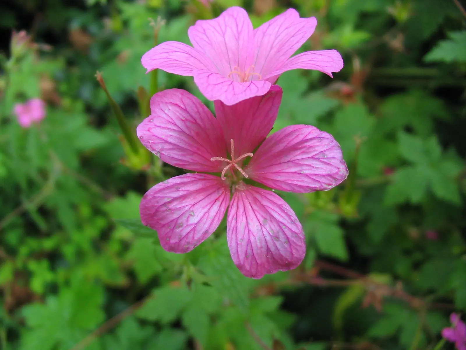 Endress' Cranesbill (Geranium Endressii) — Deadhead to enhance flowering and prevent self-seeding
