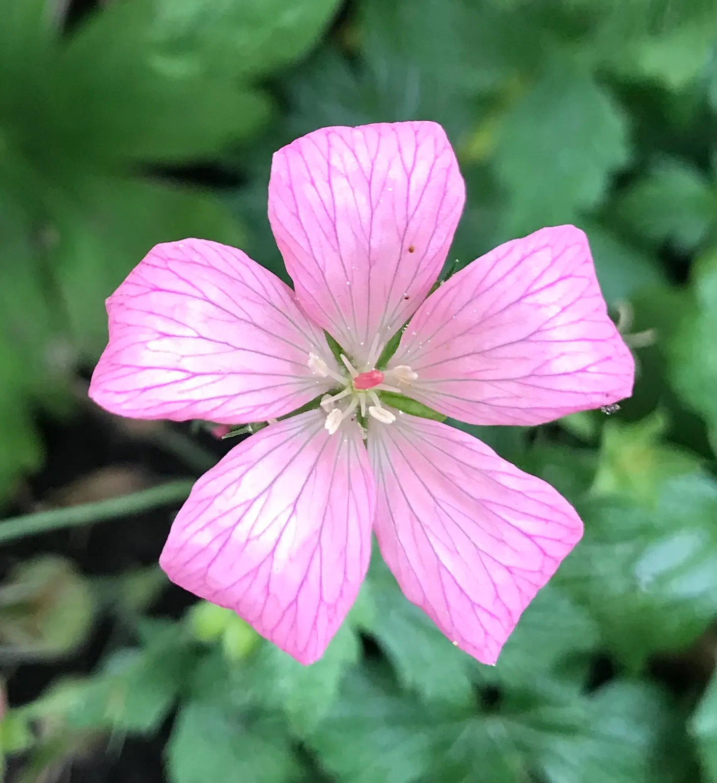 Endress' Cranesbill (Geranium Endressii) — Deer-resistant, it attracts pollinators, adding vibrancy to any garden