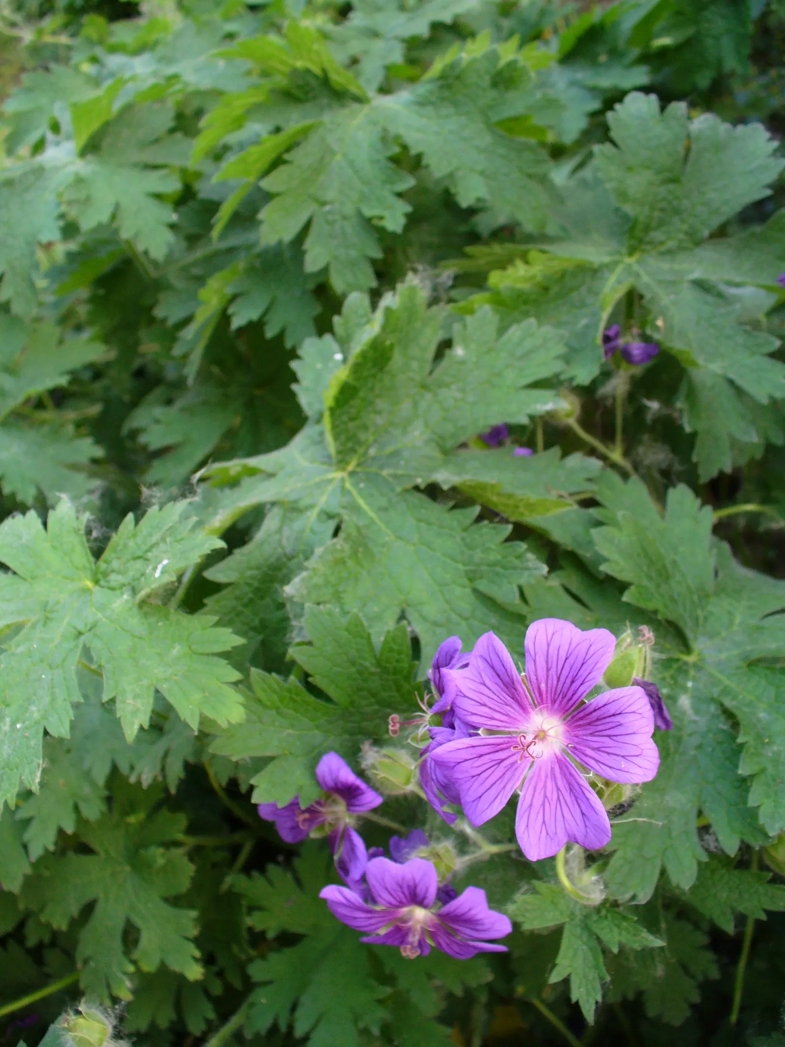 Endress' Cranesbill (Geranium Endressii) — Endress' Cranesbill (Geranium endressii) is a perennial; spreading plant is perfect for borders, image 53