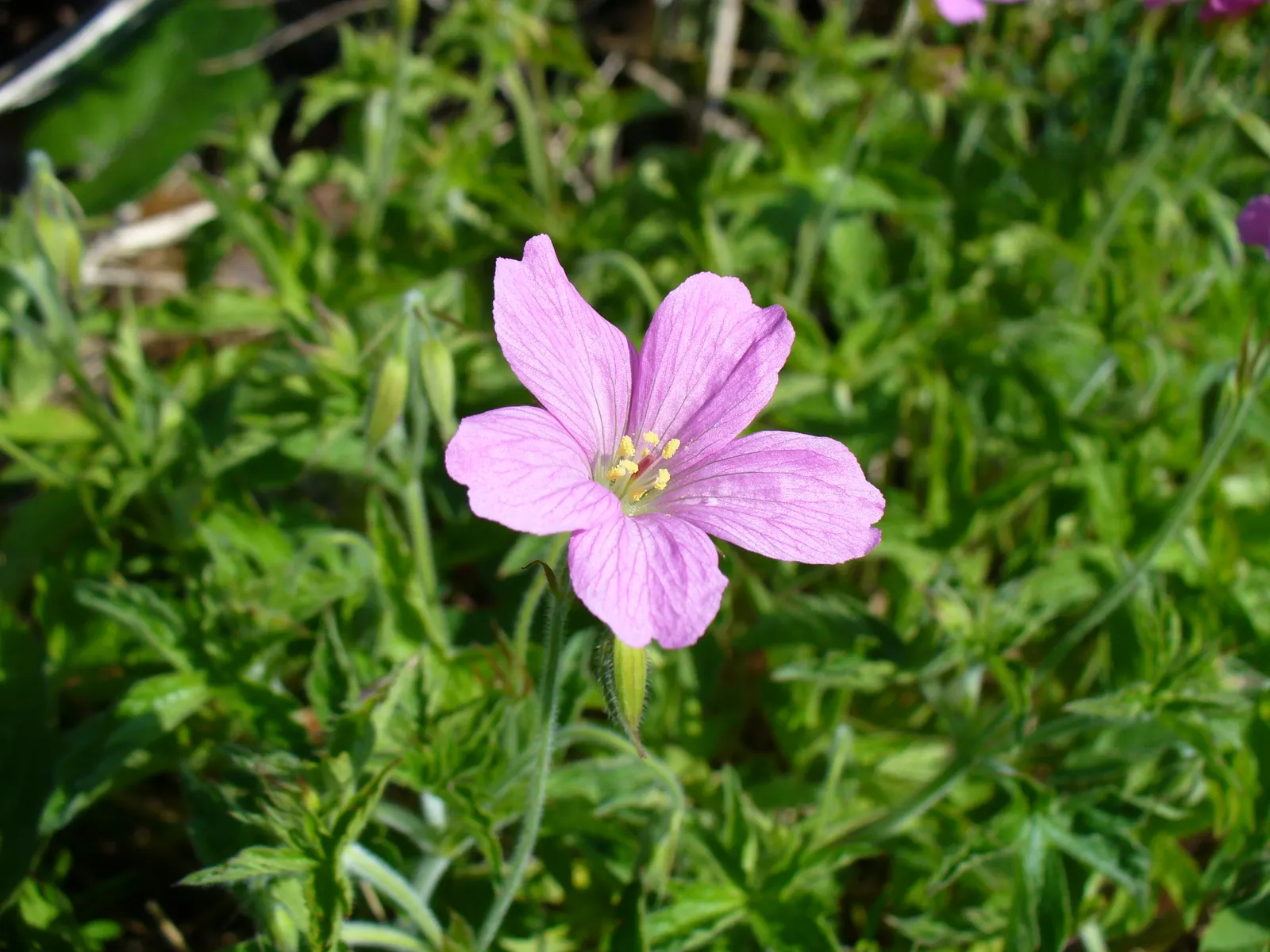 Endress' Cranesbill (Geranium Endressii) — offering lush foliage and bountiful pink flowers; this particular geranium is favored for its attractive, image 54
