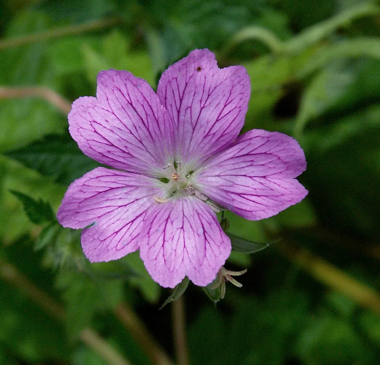 Endress' Cranesbill (Geranium Endressii) — Thriving in full sun to partial shade, it reaches 18‚Äì24 inches tall and wide