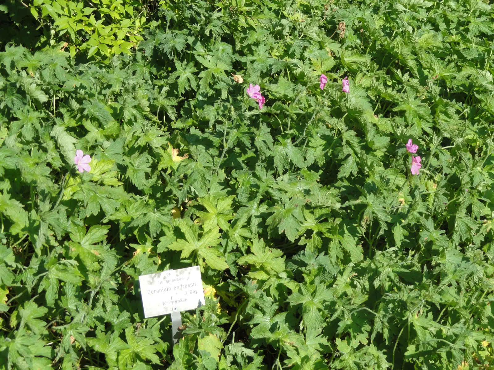 Endress' Cranesbill (Geranium Endressii) — spreading plant is perfect for borders