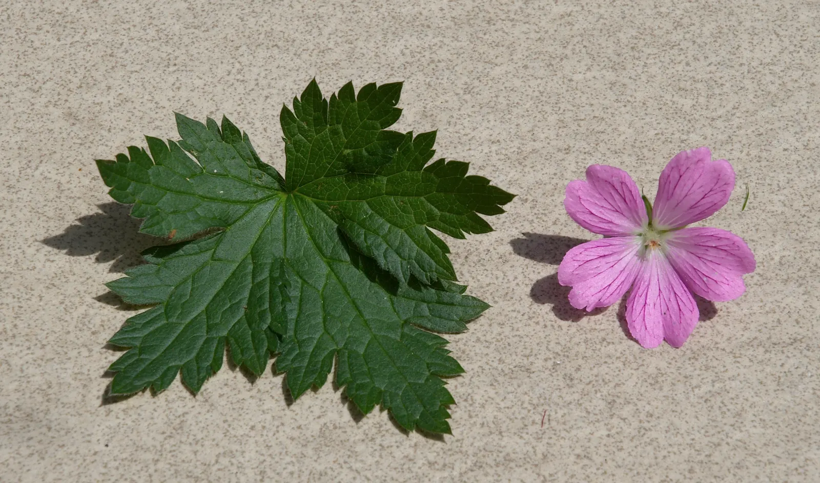 Endress' Cranesbill (Geranium Endressii) — offering lush foliage and bountiful pink flowers