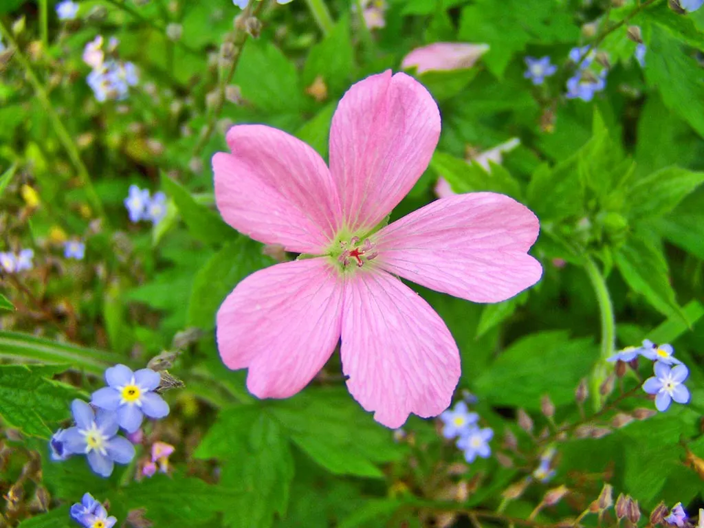 Endress' Cranesbill (Geranium Endressii) — Thriving in full sun to partial shade, it reaches 18‚Äì24 inches tall and wide; although it is quite, image 55