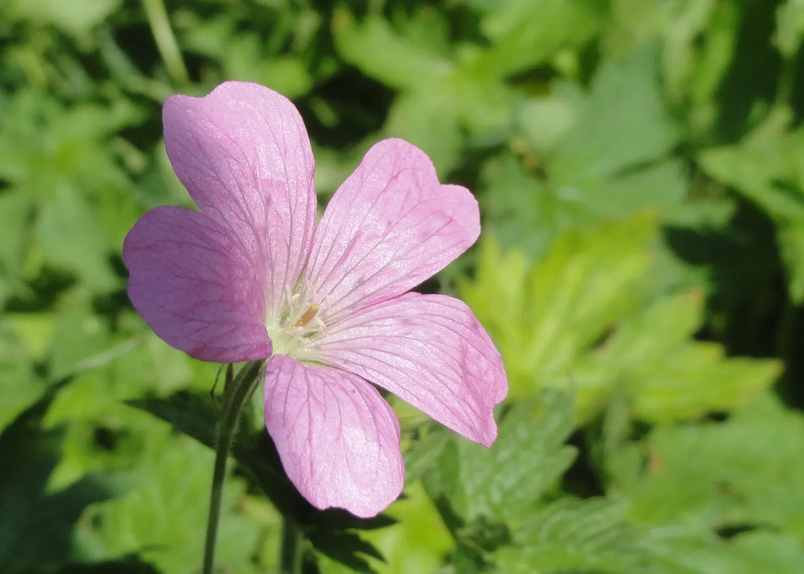 Endress' Cranesbill (Geranium Endressii) — Endress' Cranesbill (Geranium endressii) is a perennial