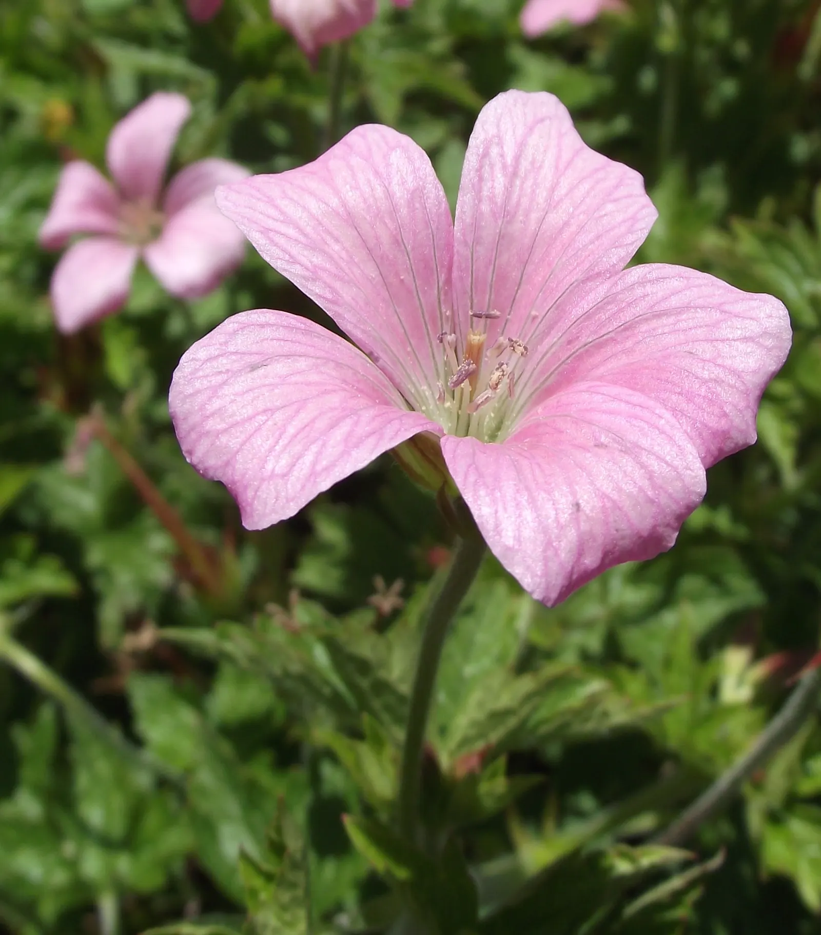 Endress' Cranesbill (Geranium Endressii) — spreading plant is perfect for borders; ground cover / perennial with pink blooms, image 56