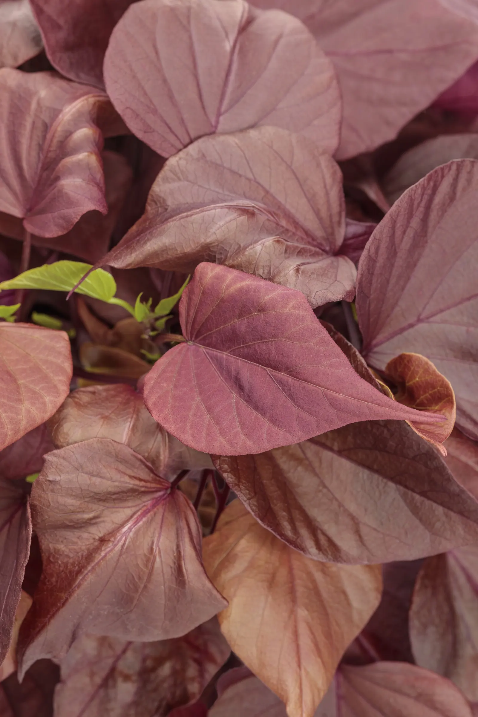 Mahogany™ Ornamental Sweet Potato Vine (Ipomoea batatas) — Its burgundy-bronze foliage brings a rich