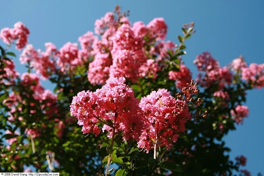 Sioux Crape Myrtle (Lagerstroemia X 'Sioux') — it typically reaches a mature height of 12 to 16 feet