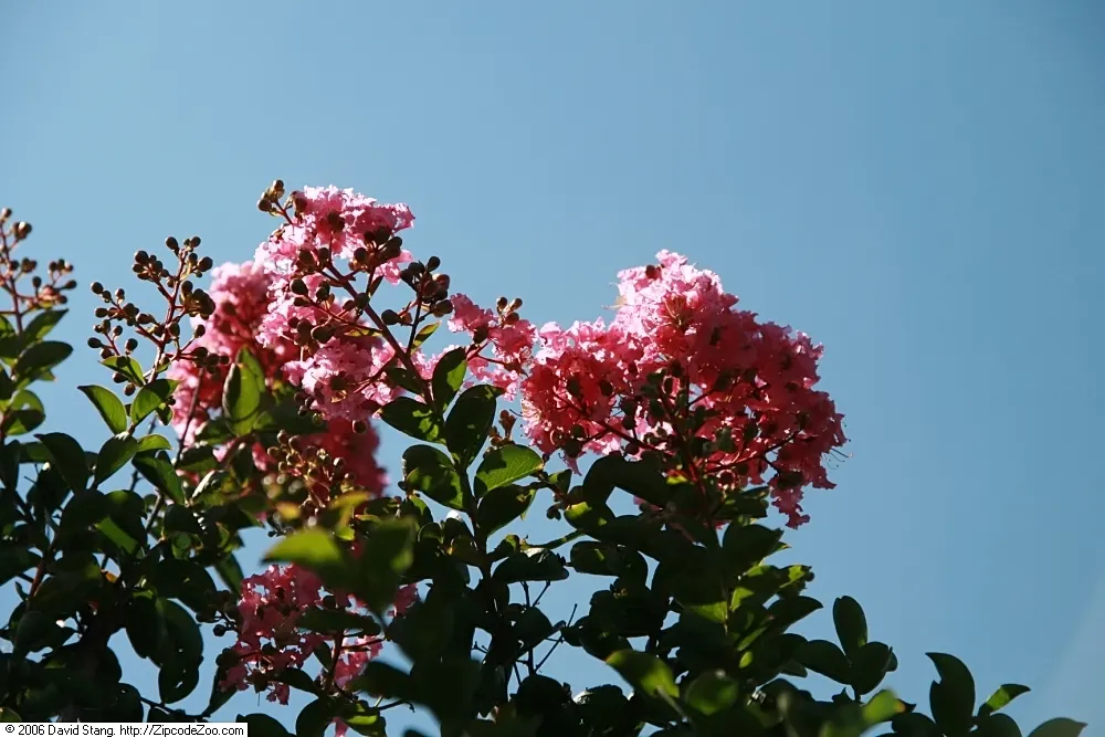 Sioux Crape Myrtle (Lagerstroemia X 'Sioux') — Perfect for small yards, it offers excellent disease resistance and a multi-stemmed habit