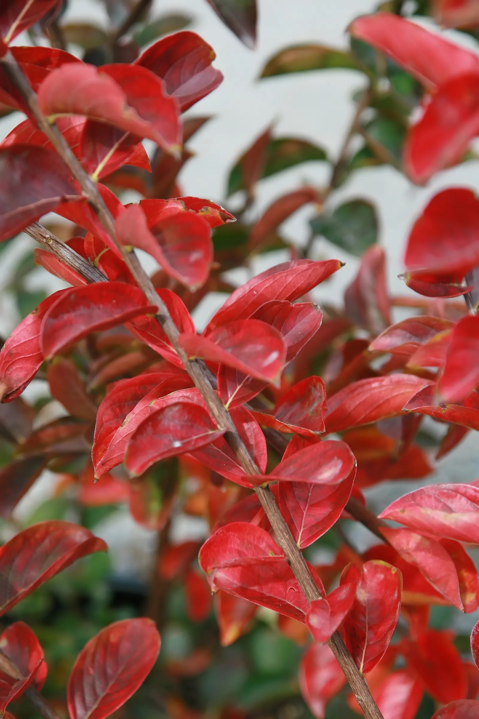 Sioux Crape Myrtle (Lagerstroemia X 'Sioux') — especially as a specimen or accent plant.<br><br>Hardy in USDA zones 7 to 9