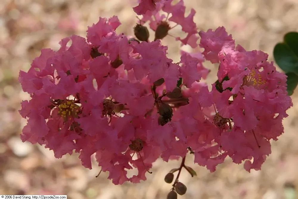 Sioux Crape Myrtle (Lagerstroemia X 'Sioux') — A hybrid of the Lagerstroemia genus