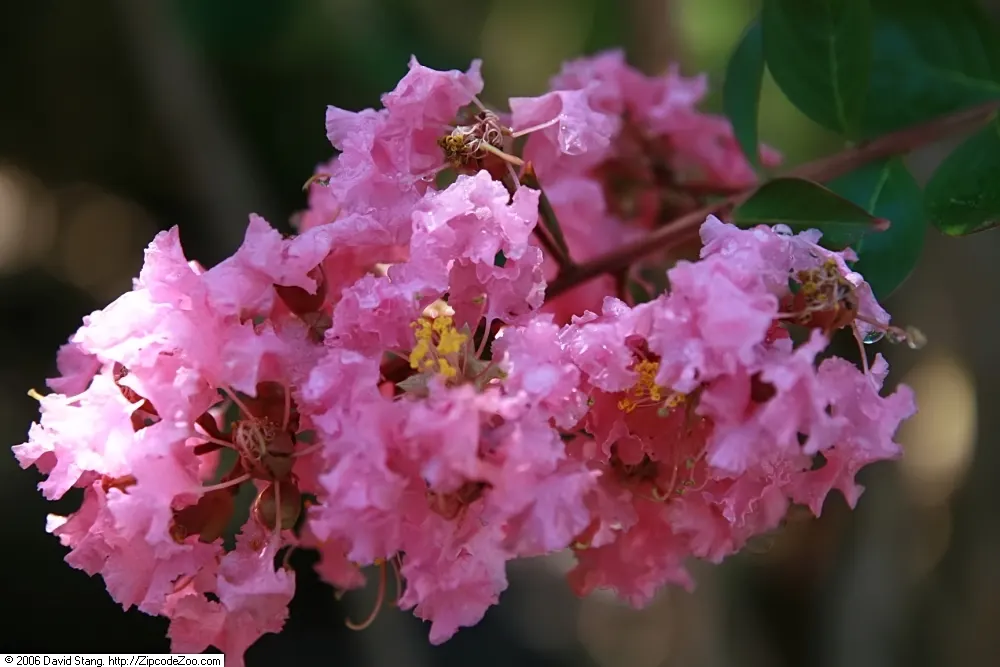 Sioux Crape Myrtle (Lagerstroemia X 'Sioux') — This hardy deciduous shrub reaches a compact height of 13-20 feet and spreads up to 10-15 feet