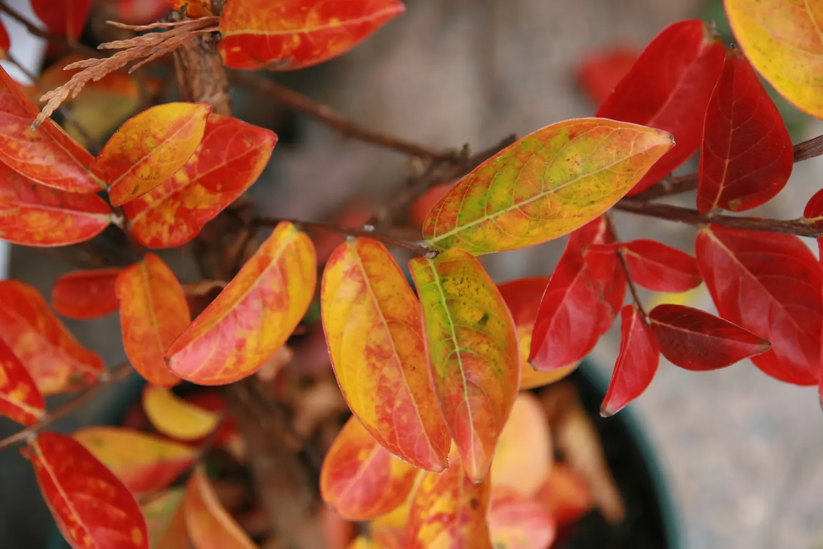Sioux Crape Myrtle (Lagerstroemia X 'Sioux') — The Sioux Crape Myrtle (Lagerstroemia x 'Sioux') is a distinctive