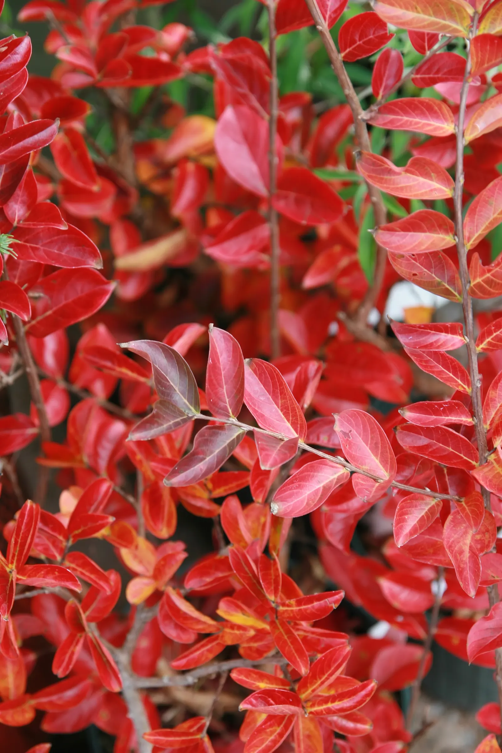 Sioux Crape Myrtle (Lagerstroemia X 'Sioux') — celebrated for its vibrant pink flowers and multi-season appeal