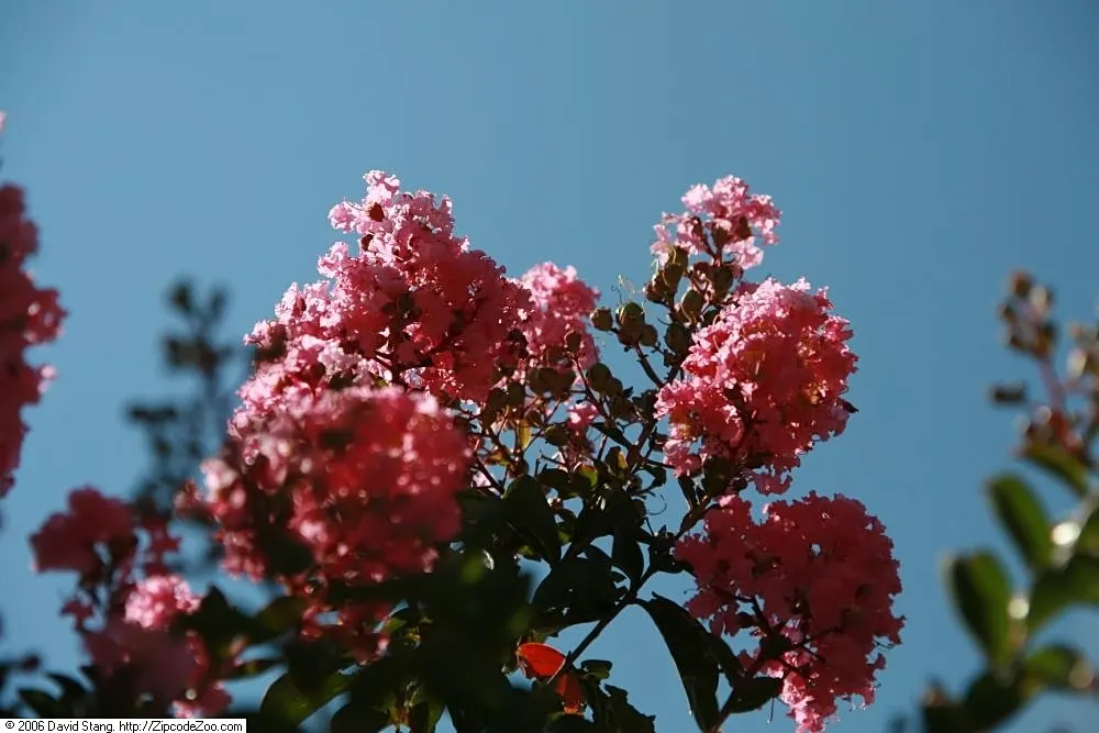 Sioux Crape Myrtle (Lagerstroemia X 'Sioux') — deciduous shrub or small tree