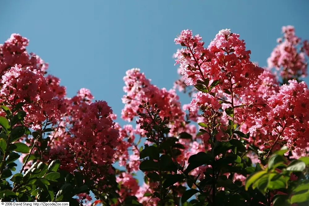 Sioux Crape Myrtle (Lagerstroemia X 'Sioux') — with a spread of 8 to 12 feet