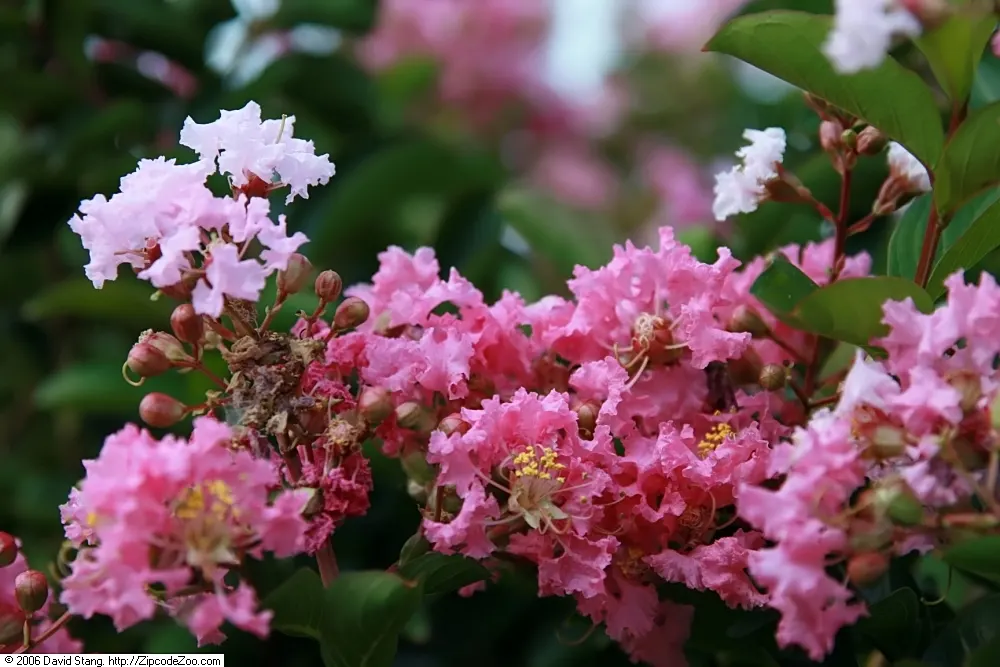 Sioux Crape Myrtle (Lagerstroemia X 'Sioux') — Its attractive peeling bark reveals a mottled appearance, enhancing winter interest