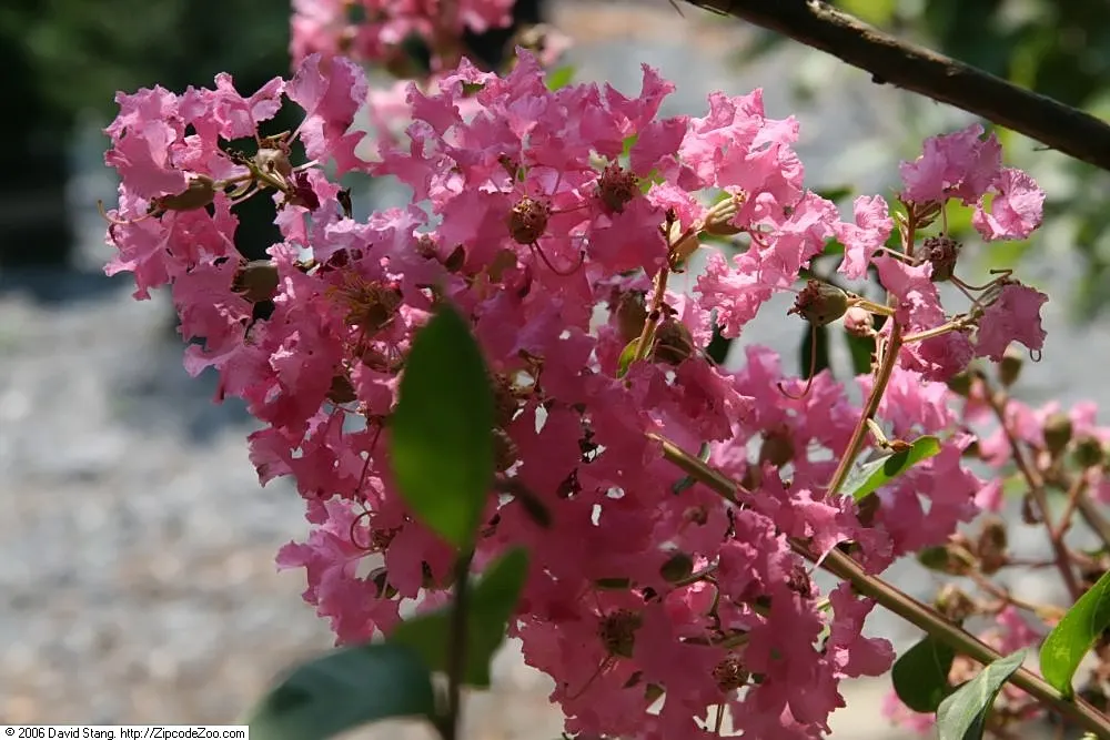 Sioux Crape Myrtle (Lagerstroemia X 'Sioux') — Thrives in full sun with moderate water needs