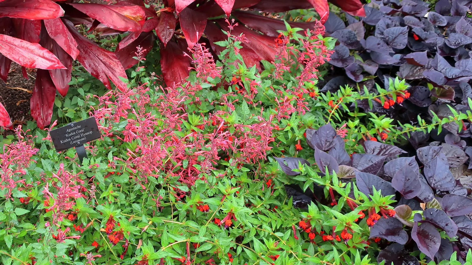 Kudos Coral Dwarf Hummingbird Mint (Agastache 'Kudos Coral') — The Agastache 'Kudos Coral' is a vibrant perennial known for its bright coral blooms